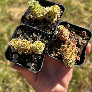 May include: Three small potted succulents with green and yellow variegated leaves are held in a hand. The plants are in square black plastic pots filled with soil. The background is blurred green grass.