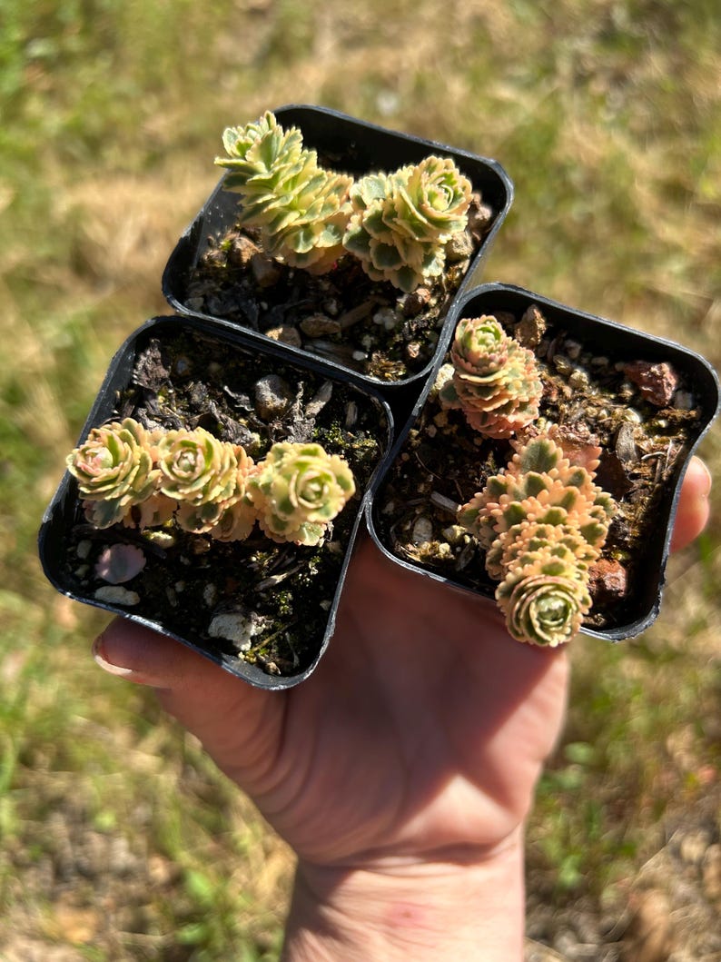 May include: Three small potted succulents with green and yellow variegated leaves are held in a hand. The plants are in square black plastic pots filled with soil. The background is blurred green grass.
