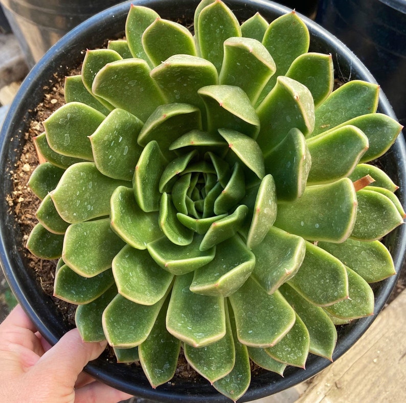 Extra Large succulents landscaping plants 3 gallon succulents Etsy