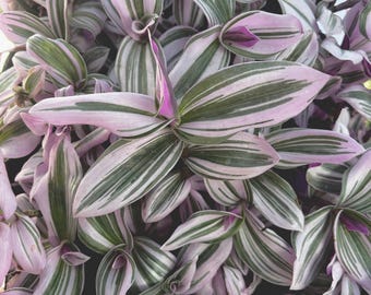 Tradescantia Nanouk Pink Wandering Dude 2” 4” 6” Wondering Jew House plant low light