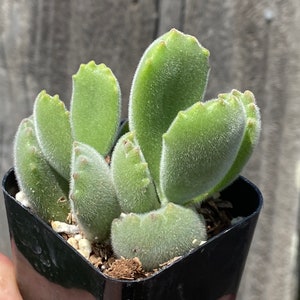 Rare Bear paw Cotyledon tomentosa 2”