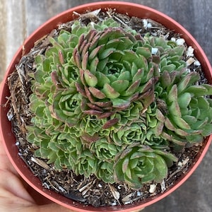May include: A potted succulent plant with tightly packed green leaves and reddish-brown tips. The plant is in a small, round, terracotta-colored pot, filled with soil and small pieces of wood. The plant is held by a hand.
