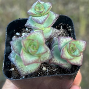 May include: A small, black square pot holds a succulent plant. The succulent has green leaves with reddish-purple edges and dark spots. The plant is in focus, with a blurred background of green and brown.