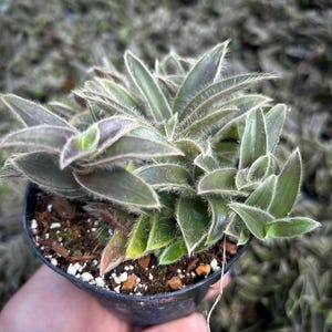 Puede incluir: Una planta en maceta con hojas verdes y moradas difusas. La planta está en una maceta de plástico negro pequeña llena de tierra y pequeñas rocas blancas. Las hojas tienen una apariencia suave y texturizada. El fondo muestra plantas similares.