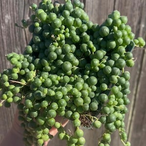 May include: A close-up of a green string of pearls succulent plant with round, bead-like leaves. The plant is in a small pot and has long, trailing stems.