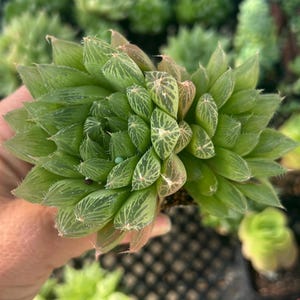 May include: A close-up of a green succulent plant with white stripes on the leaves. The plant is in a small pot and is being held by a hand.