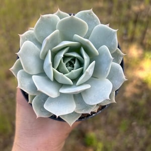 Echeveria lilacina rare white succulent in 4” pot powdery blue white