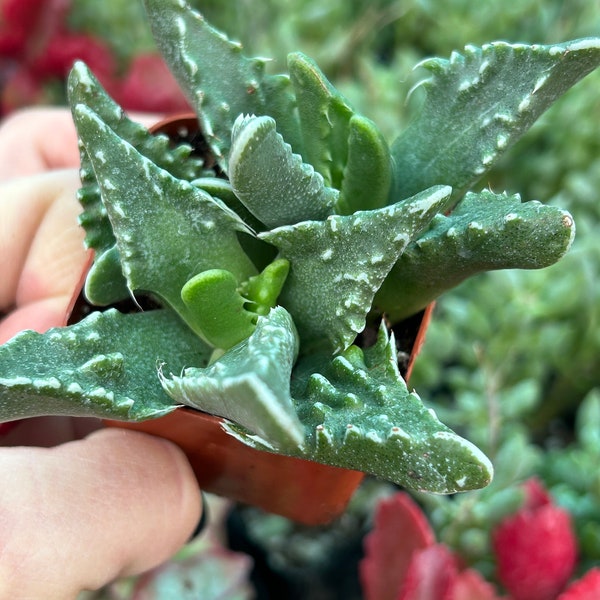 Tiger jaws succulent 2” cluster