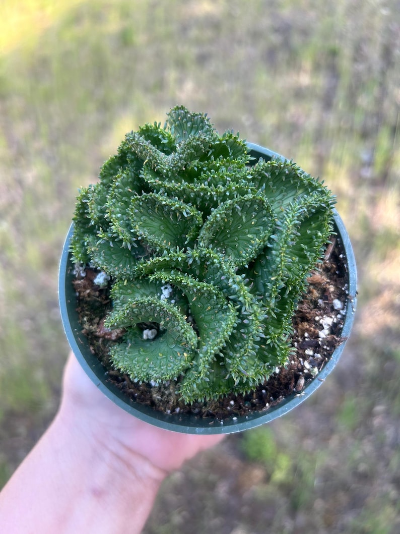 Euphorbia flanaganii f. cristata