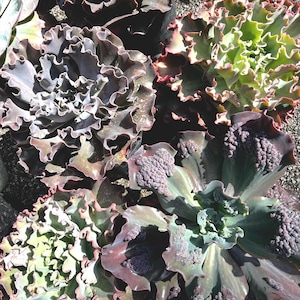 May include: Close-up of various succulents with ruffled, textured leaves. The plants display a range of colors, including deep purple, green, and red edges. The image showcases the unique shapes and textures of these drought-tolerant plants.