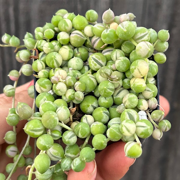 Variegated String of pearls rare senecio Rowleyanus full 2” pots