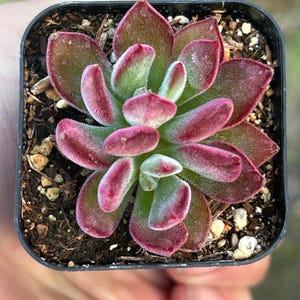 Echeveria Harmsii Devotion Ruby Blush ruby slippers 2” fuzzy succulent