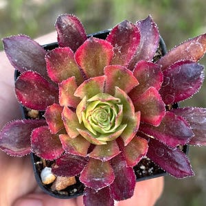 Aeonium Mardi Gras Succulent 2” rooted plant