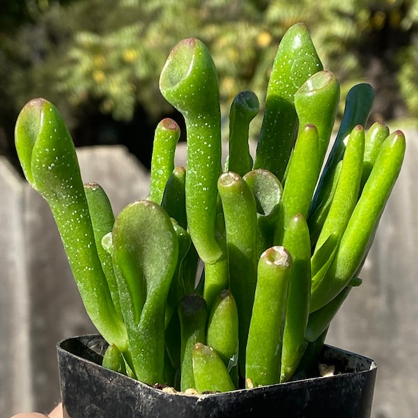 Gollum Jade ‘Ogre’s Ear’ 2”