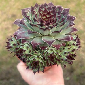 Hen and Chicks Sempervivum Calcareum cold/snow hardy 4” 2” clusters