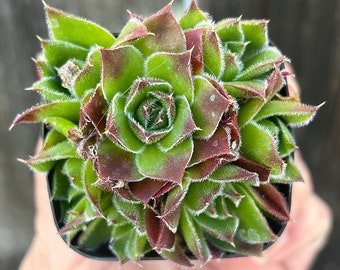 Sempervivum Heuffelii Hen and chicks Sempervivum snow cold hardy 2”