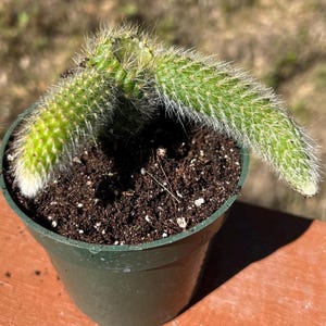 May include: A small green cactus with white spines and a trailing habit, potted in a dark green plastic container. The cactus is planted in dark soil and is positioned on a wooden surface, with sunlight illuminating the plant.