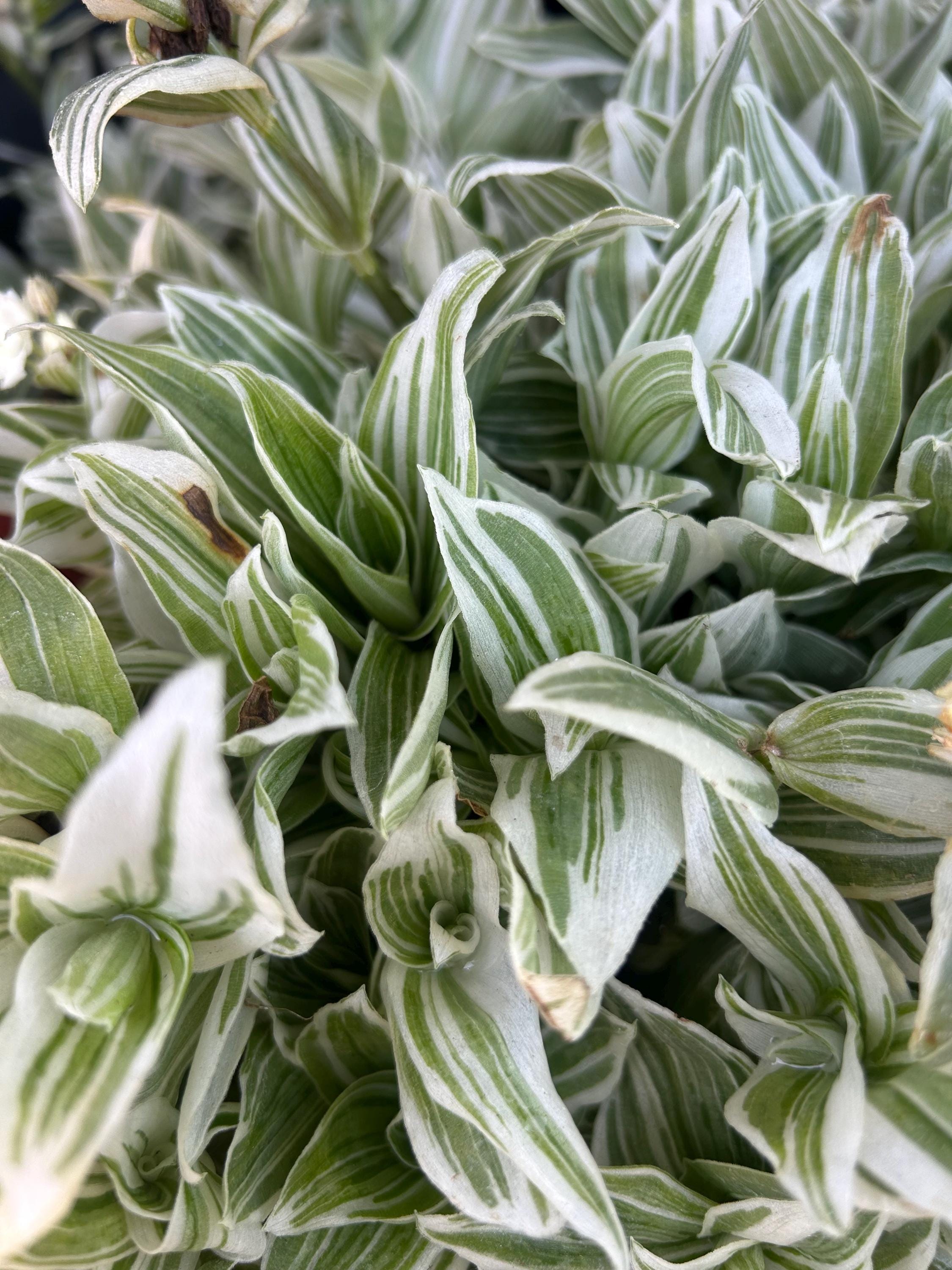 Tradescantia fluminensis 'Albovittata' white Wandering Dude Wandering Jew 4” 2” 6” zebrina Spiderwort