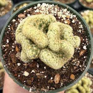 May include: A close-up view of a potted cactus with a unique, textured appearance. The cactus has a light green hue with small, spiky protrusions. The pot is dark green, filled with soil and small white pebbles.