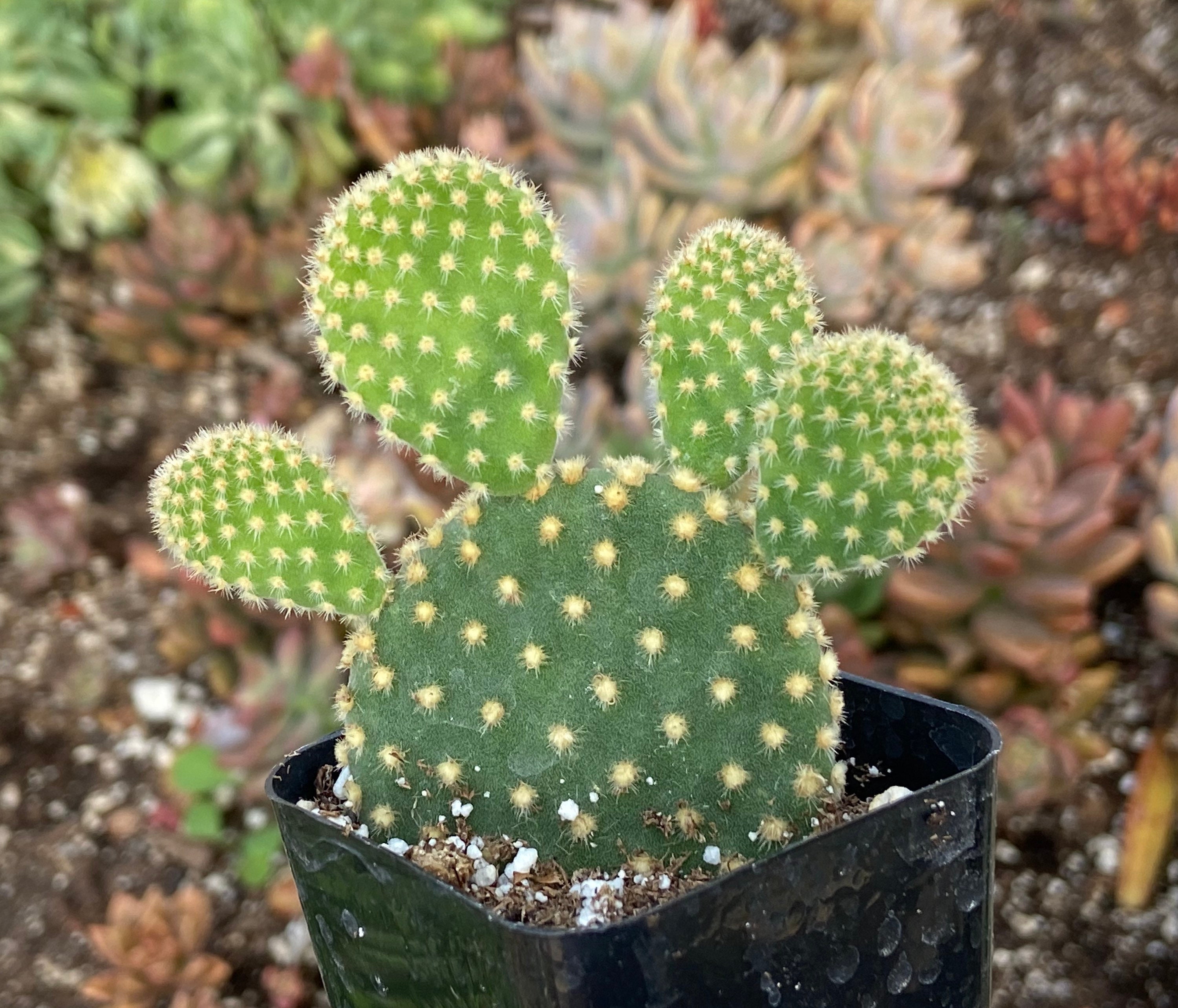 Opuntia microdasys “golden bunny ears” cactus rooted, as shown in 2” …