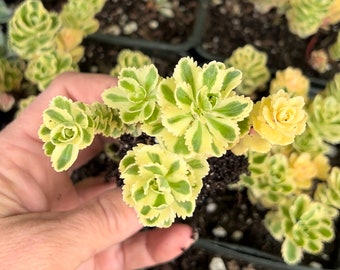 Sedum takesimense Atlantis 2” rare - READ DESCRIPTION