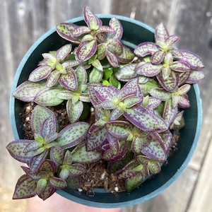 Rare Crassula volkensii polka dot purple succulent 4”