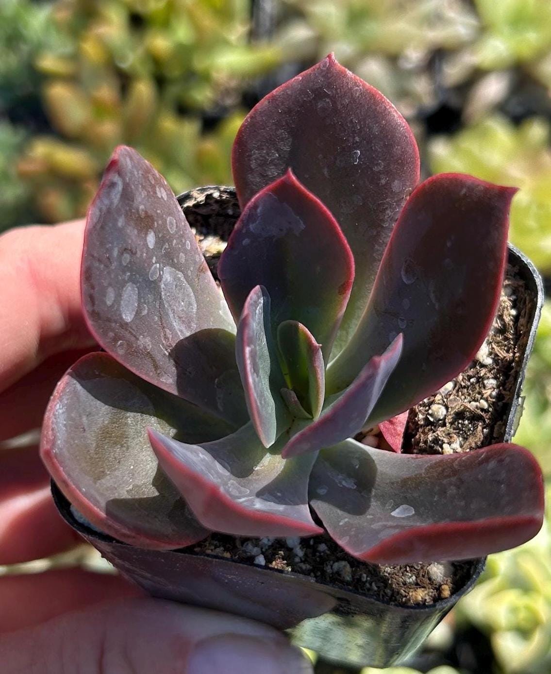 Echeveria Mahogany Rose 2”