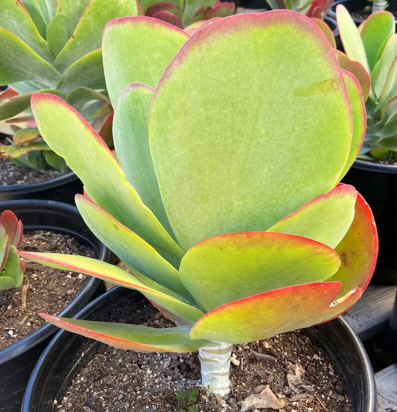 Extra Large Succulents Landscaping Plants 3 Gallon Succulents Etsy