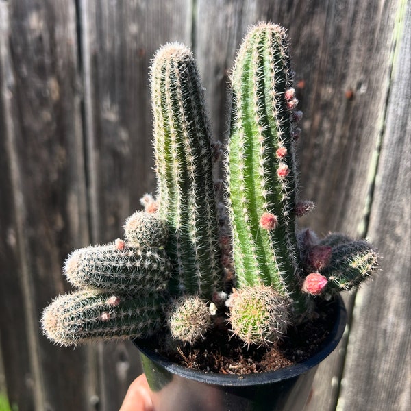 Peanut cactus 4” Echinopsis Chamaecereus