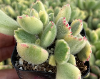 Bear paw variegated Cotyledon tomentosa 2”