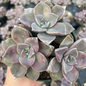 Graptopetalum purple delight 4” pot 3 pack purple living succulent plant
