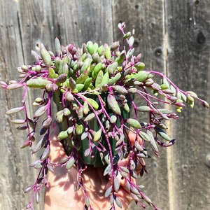 May include: A succulent plant with long, trailing stems and small, green leaves. The stems are a vibrant purple color.