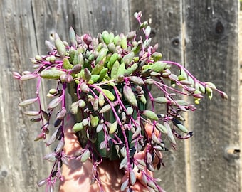 Ruby Necklace Othonna capensis succulent 4”