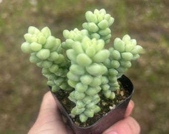 Burro’s tail succulent, Sedum morganianum rooted plants 2”