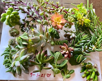 Succulent & Cacti Cuttings: 15+ rare and unique fresh cuttings, ~1 to 3” inches