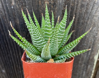 Super white zebra Haworthia Haworthiopsis attenuata Haworthia attenuata 2”