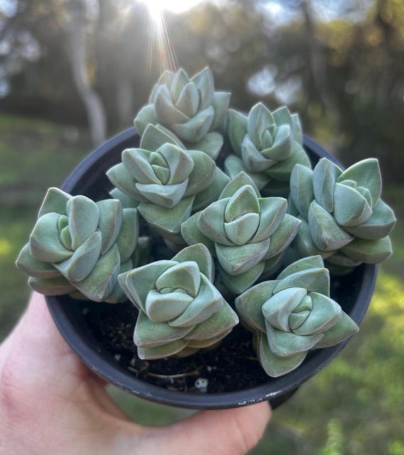Crassula moonglow multi pack 2 4 pot living succulent