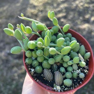 May include: A small, round, terracotta-colored pot filled with a String of Pearls succulent. The plant features vibrant green, bead-like leaves and stems. The background is blurred, suggesting an outdoor setting with sunlight.