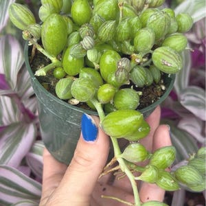 May include: A Senecio herreianus, commonly known as a string of watermelons, featuring plump, oval-shaped green leaves with dark vertical stripes. The succulent plant is potted in a small, dark green plastic container with trailing stems.