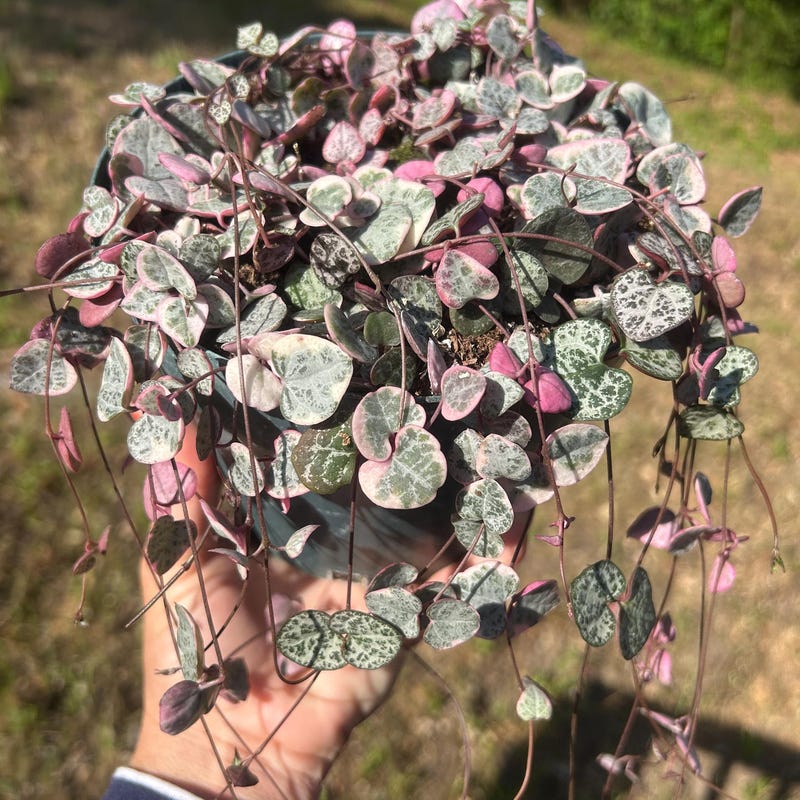 Succulent String of Heart - Etsy