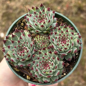 Hen and Chicks Sempervivum Calcareum cold/snow hardy 4” 2” clusters