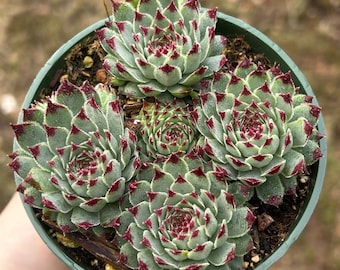 Hen and Chicks Sempervivum Calcareum cold/snow hardy 4” 2” clusters