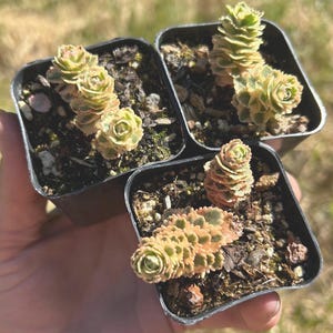 Sedum takesimense Atlantis 2” rare succulent gift cold hardy