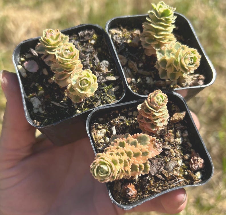May include: Three small black square pots each containing a succulent plant. The succulents have layered, rosette-shaped leaves in shades of green, yellow, and pink. The pots are filled with soil and are held in a hand.