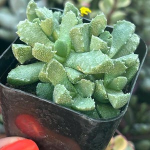 Aloinopsis setifera Living stones 2”
