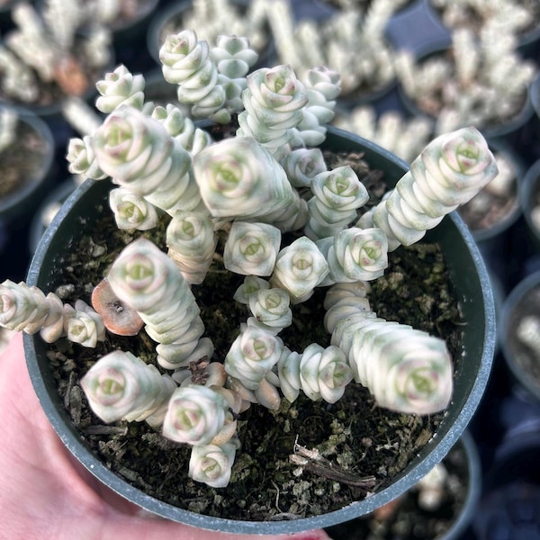 Crassula Fantasy ‘Baby’s Necklace’ Rare Variegated Succulent Plant 2” 4”