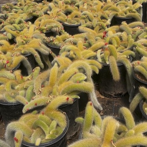 May include: A large collection of potted Golden Rat Tail cacti. The cacti have long, segmented stems covered in yellow spines and small red flowers. The pots are black and arranged closely together.
