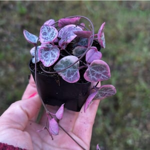String of hearts variegated pink succulent 2” ceropegia woodii live plant gift - read description