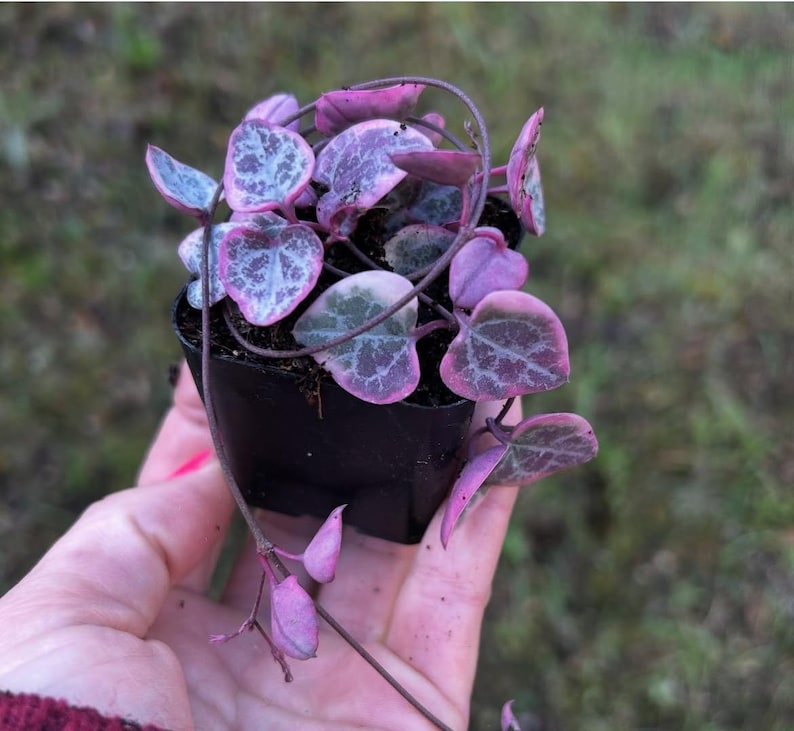 May include: A small potted plant with pink and white heart-shaped leaves. The plant is trailing over the edge of the pot.