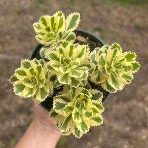 Sedum takesimense Atlantis 4” rare succulent gift cold hardy